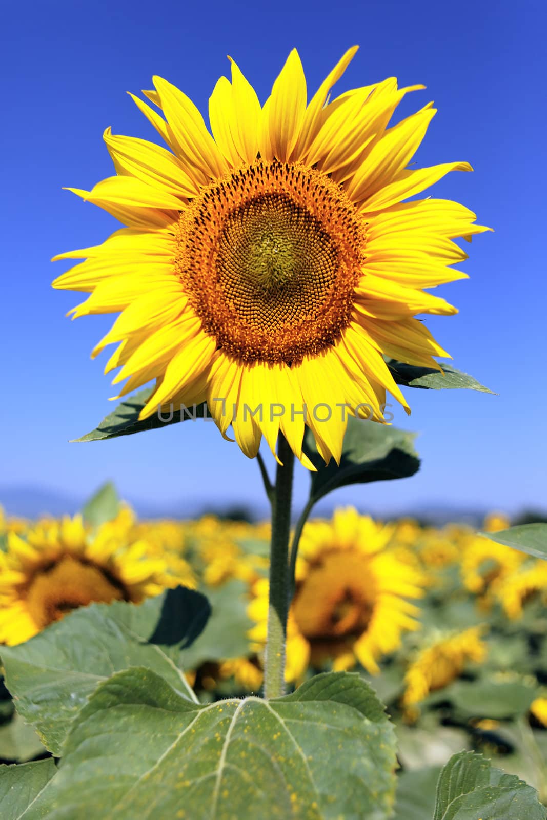 sunflower field over blue sky and bright sun lights 