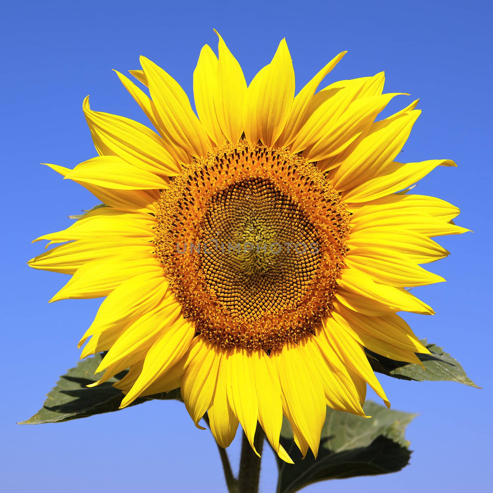 sunflower over blue sky and bright sun lights 