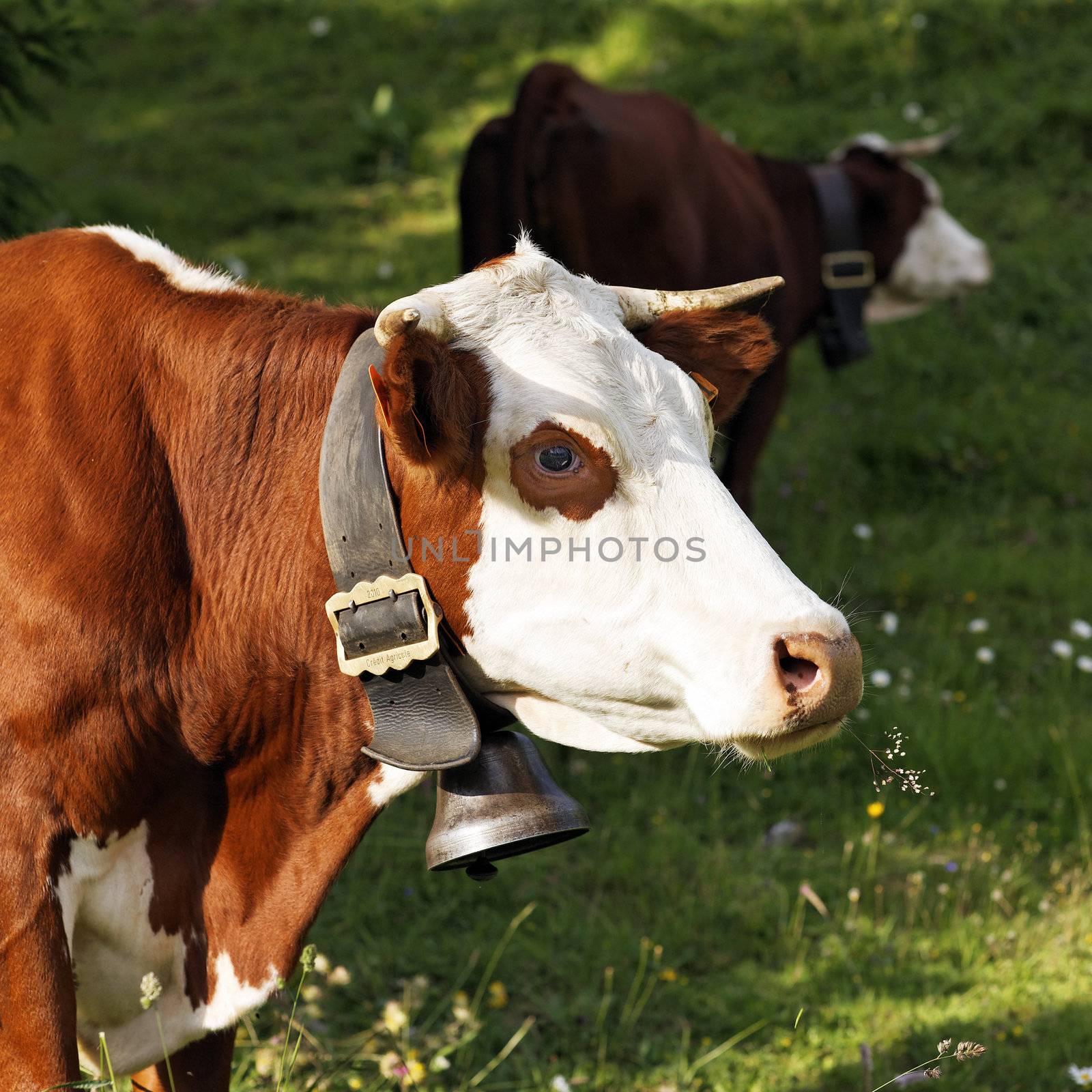 portrait of alpine cow in France in summer