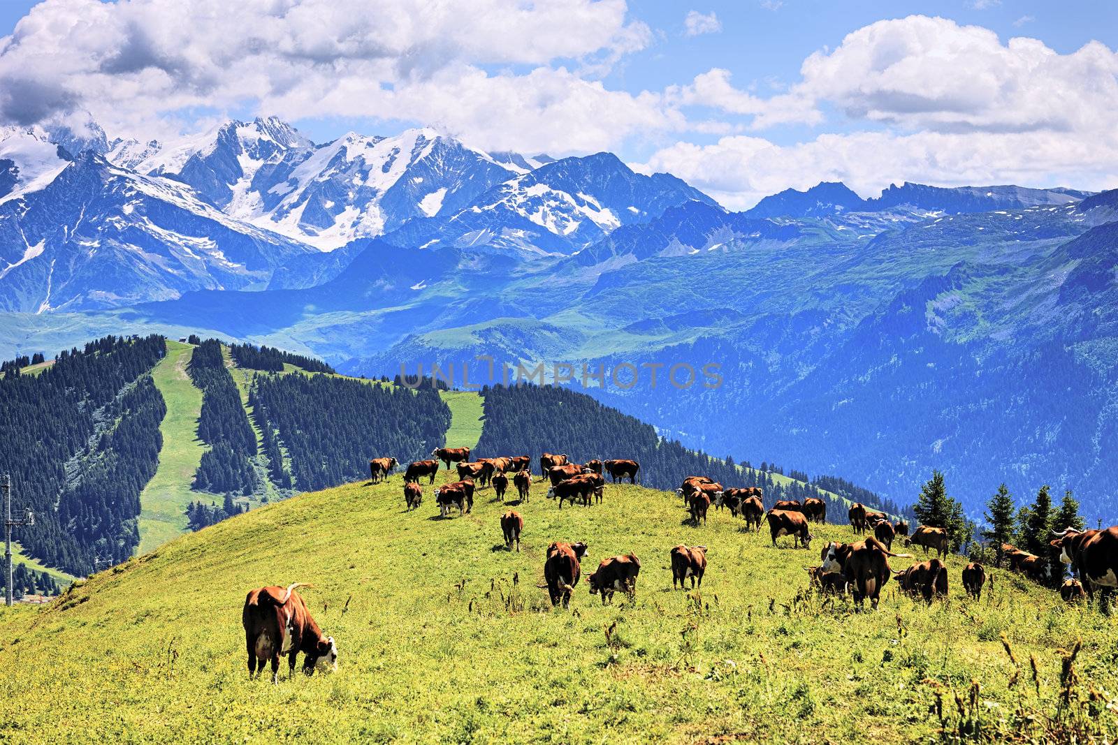 alpine landscape and cows in France in summer