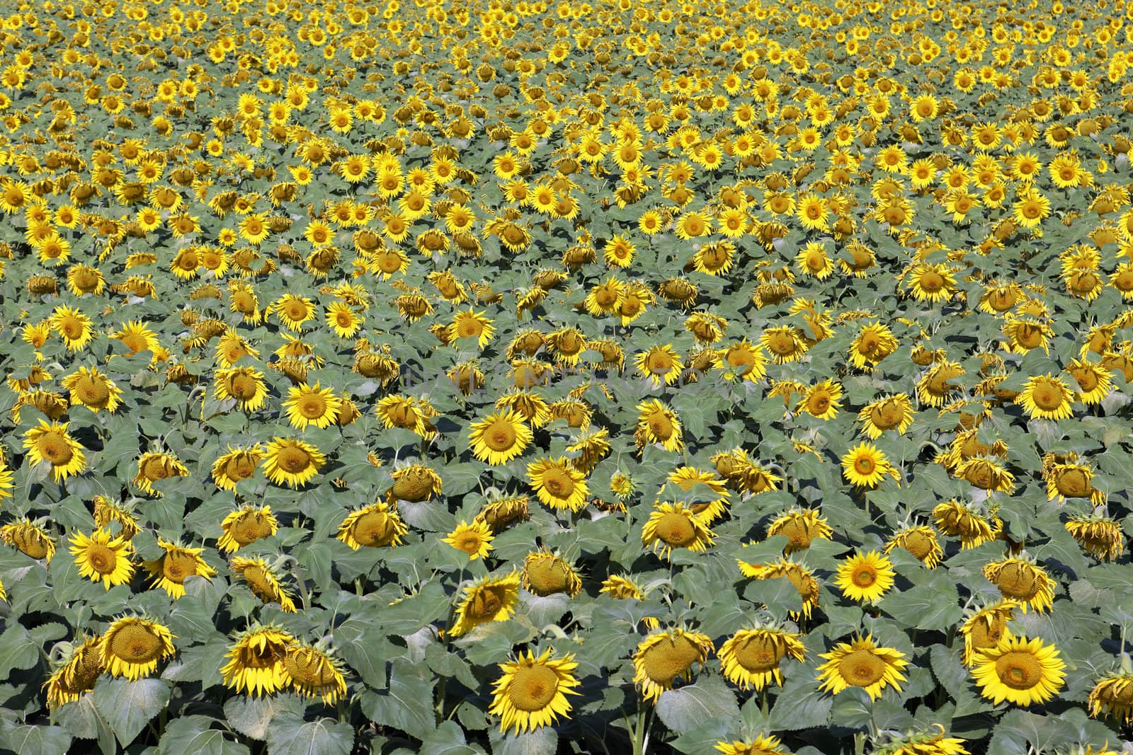sunflower field and bright sun lights 