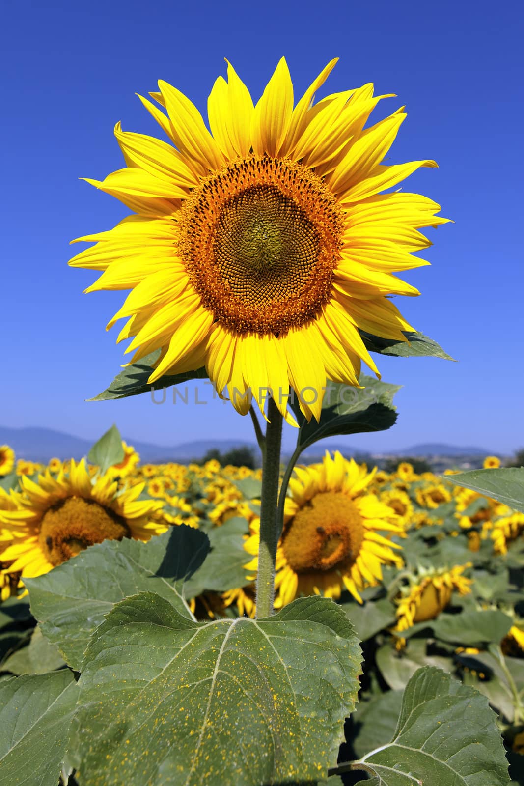 sunflower field with blue sky and bright sun lights 