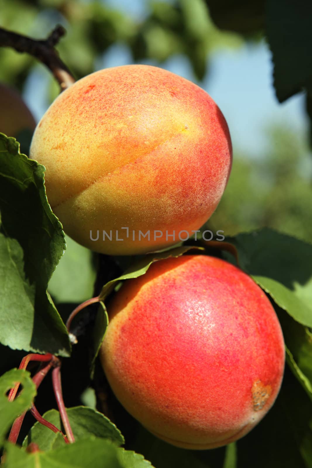 Ripe apricots grow on a branch among green leaves 