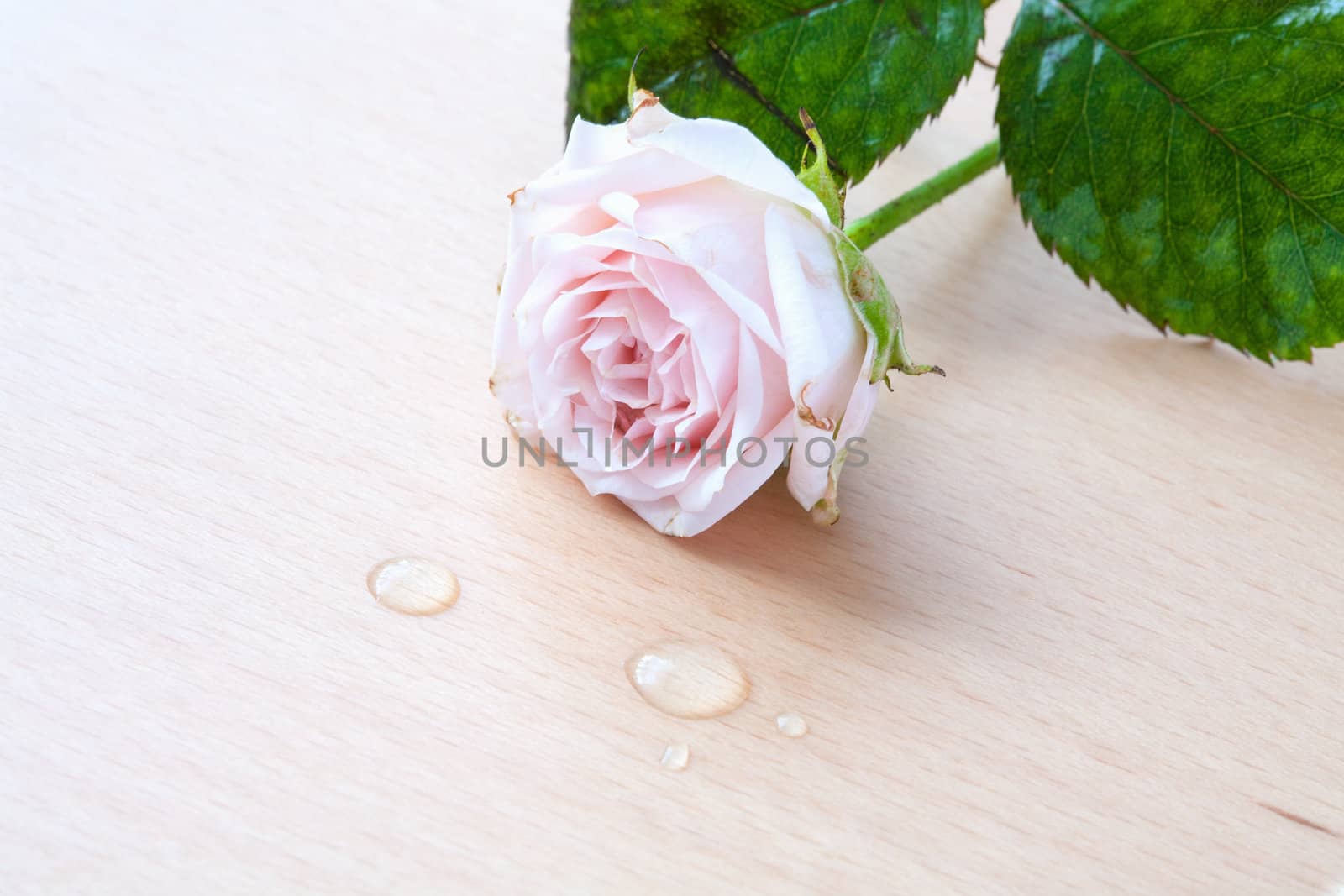 pink rose and water drops on a wooden background by sfinks
