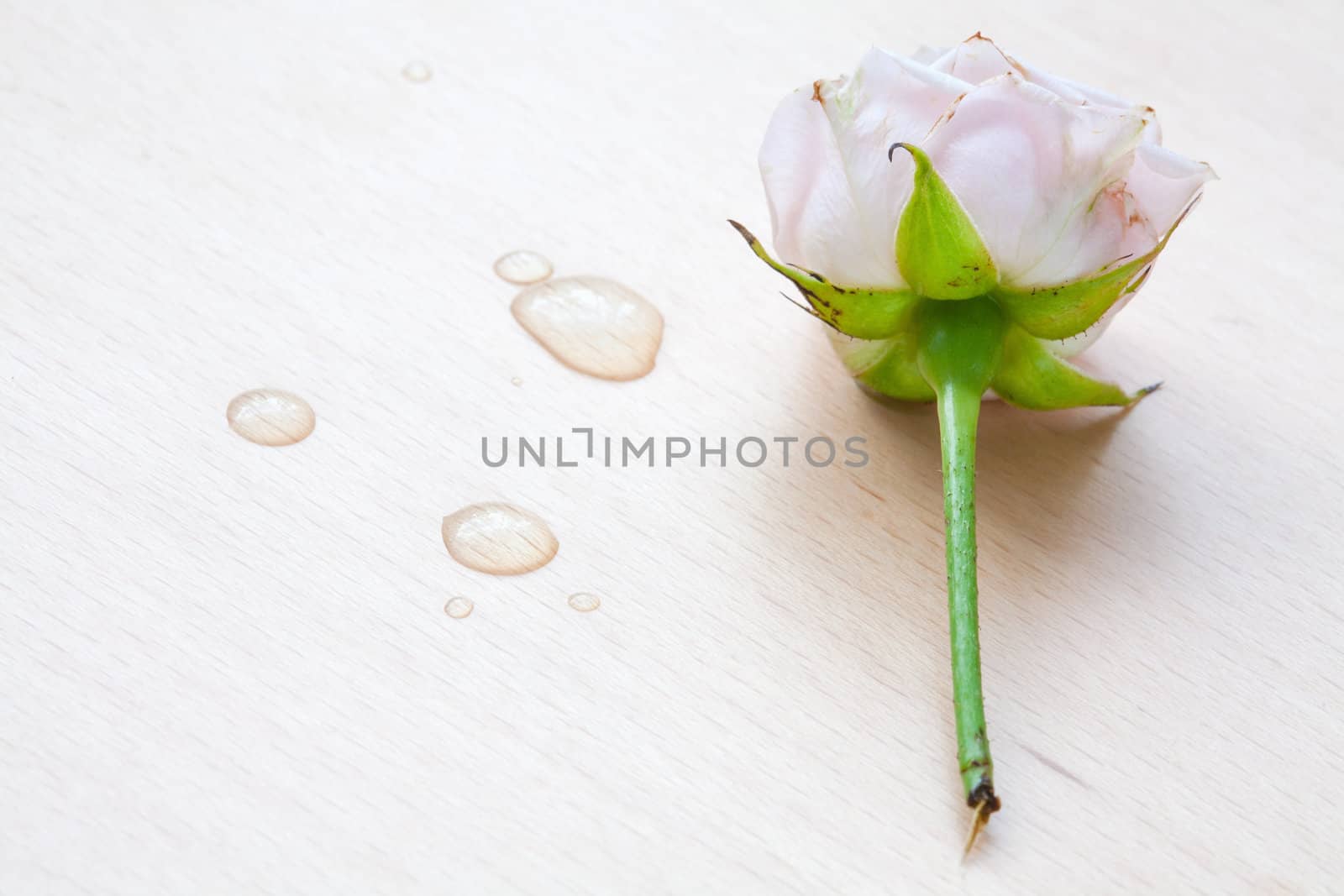 pink rose and water drops on a wooden background by sfinks