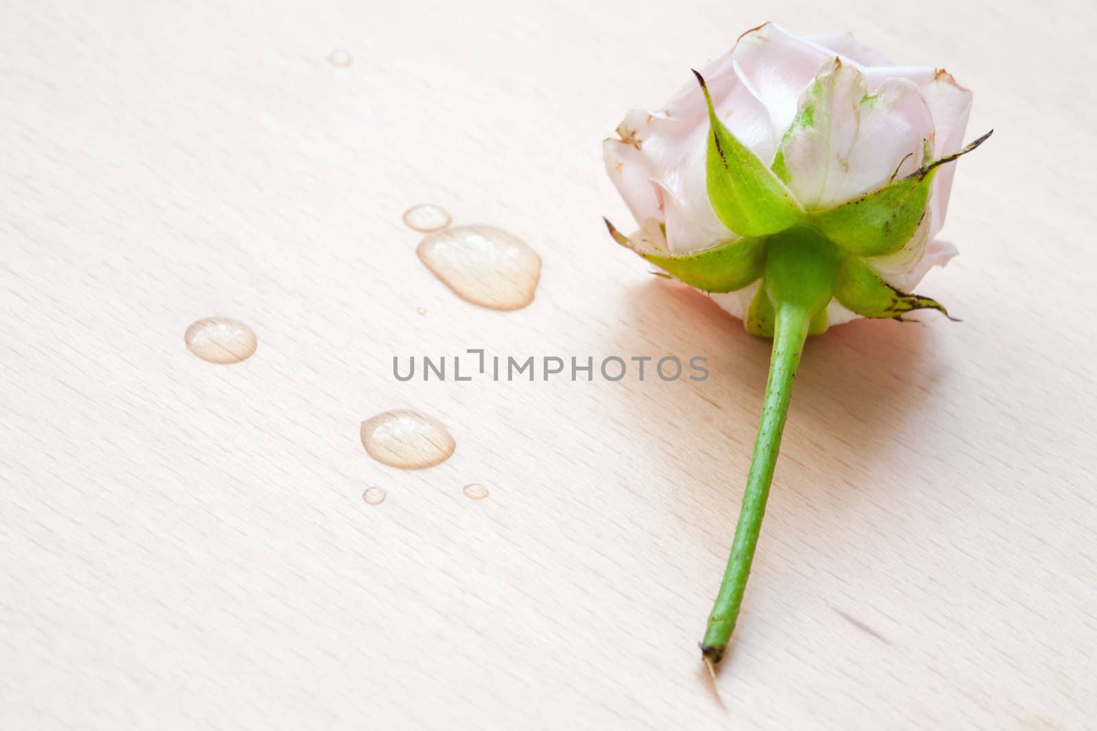 pink rose and water drops on a light wooden background