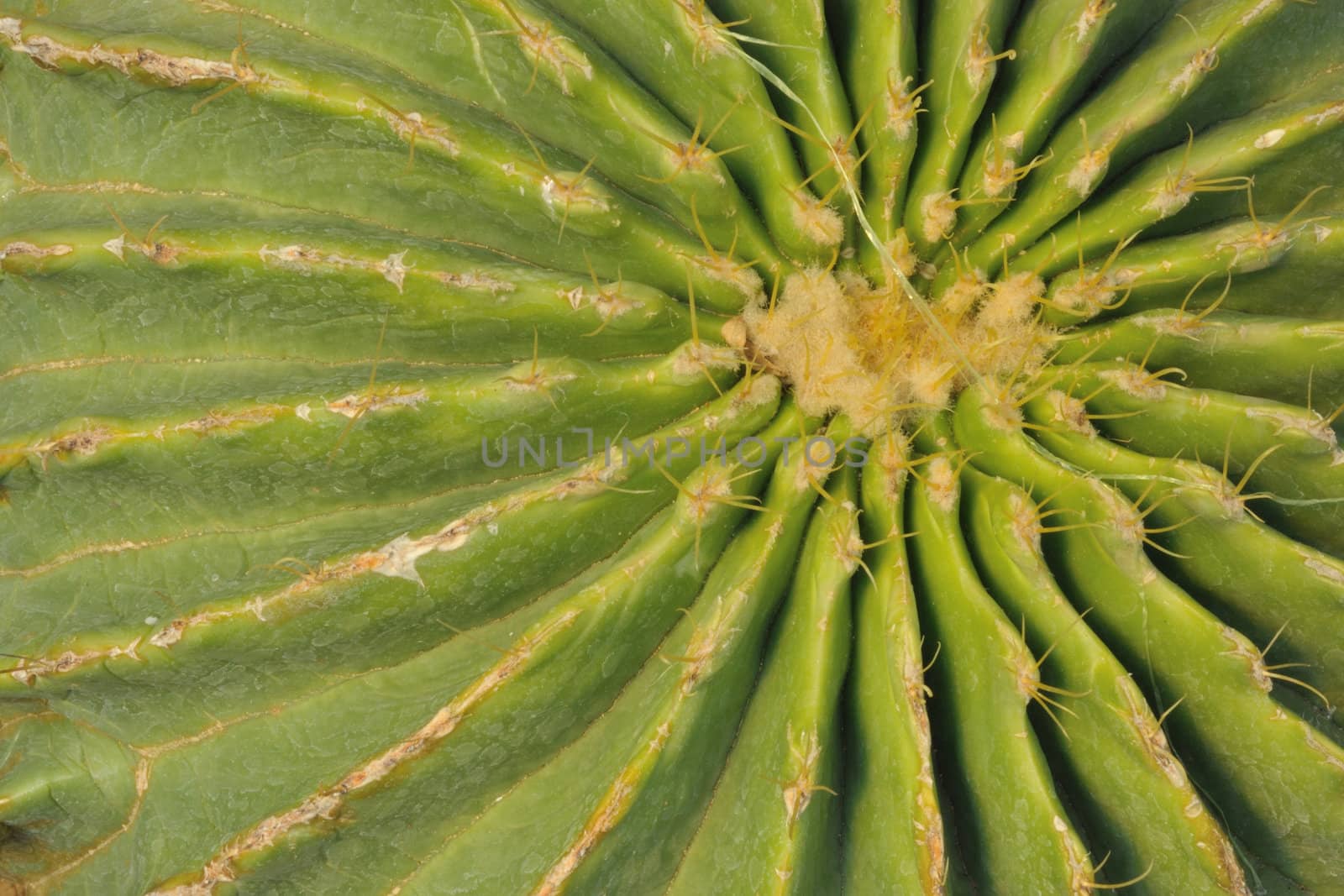 Close up detail of cactus growing in the garden. 