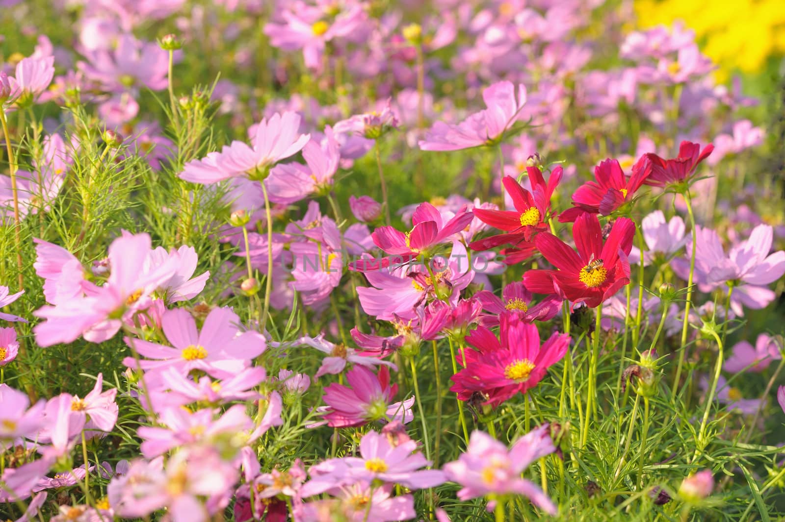 Field of colorful flowers in the garden. by ngungfoto
