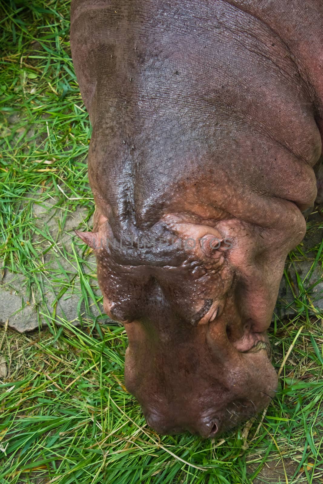 The hippopotamus is semi-aquatic, inhabiting rivers and lakes where territorial bulls preside over a stretch of river and groups of 5 to 30 females and young.