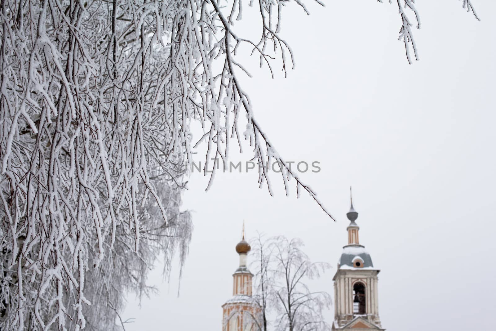 White tree and yellow church in winter in Uglich
