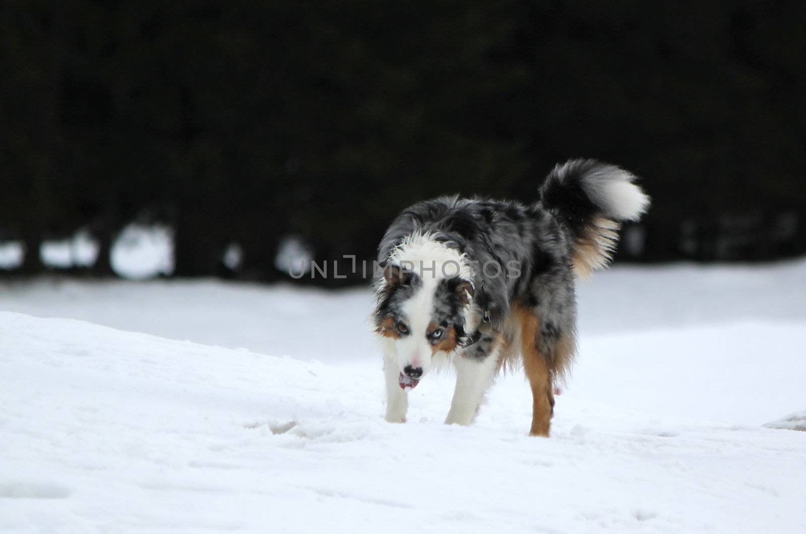 Male australian shepherd dog standing in the snow by winter day