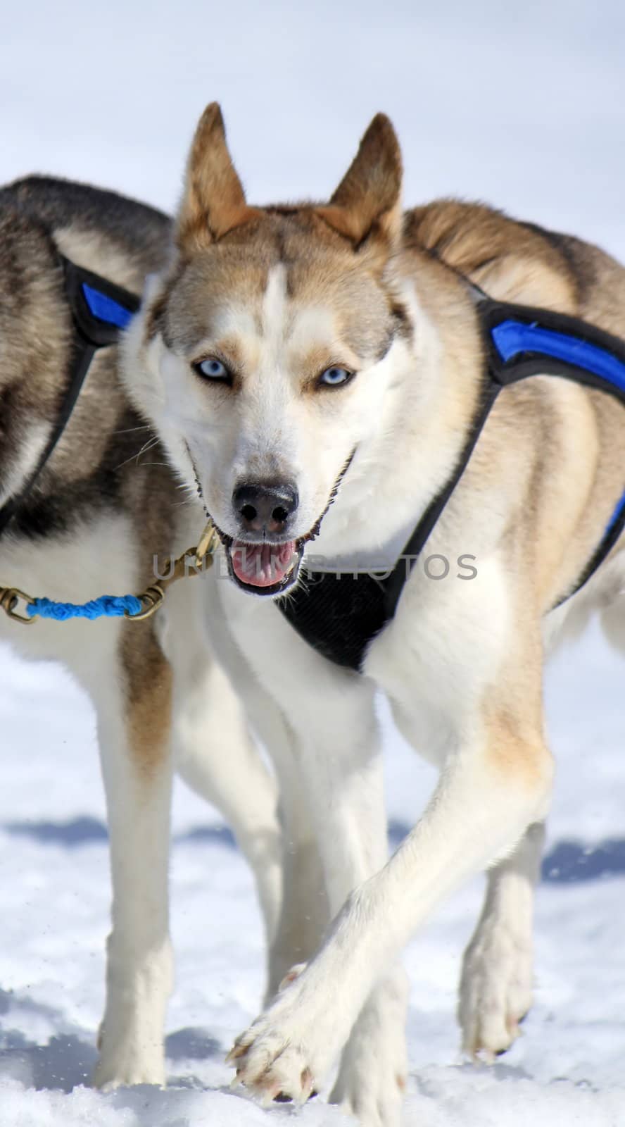 A husky sled dog team running by winter day