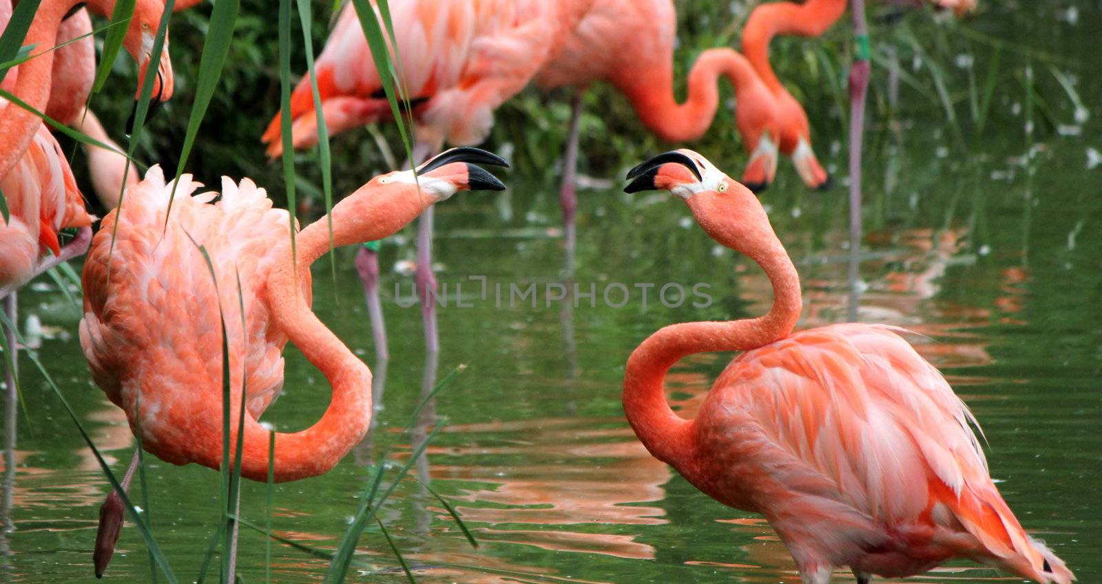 Two flamingos fighting in a pond in the middle of others