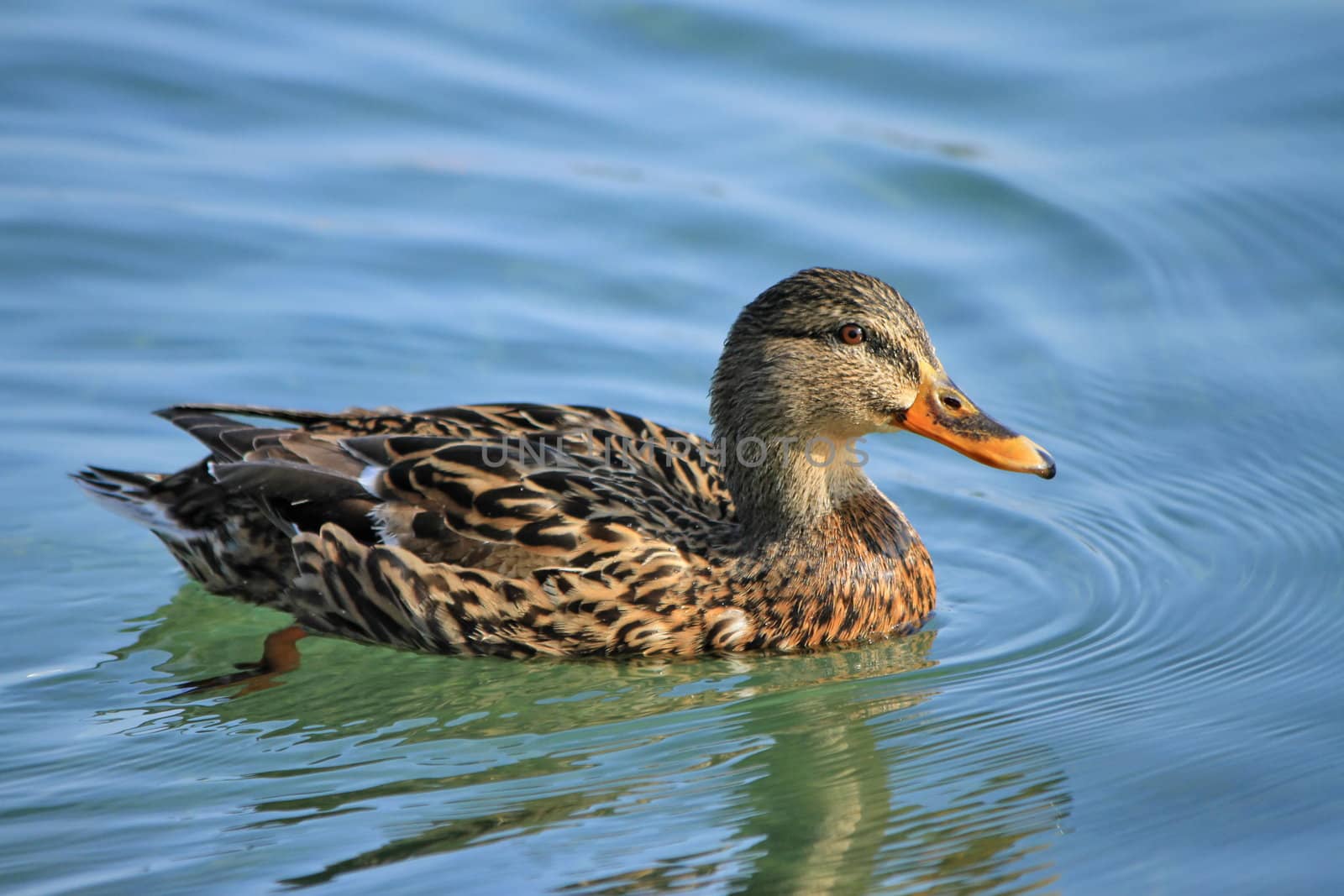 Female mallard duck floating on the water