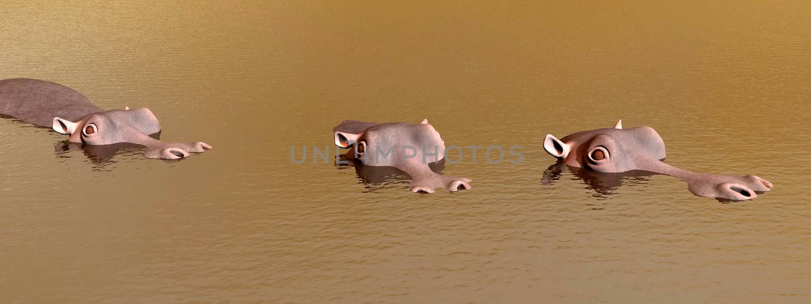 Head of three hippopotamus out of the brown water