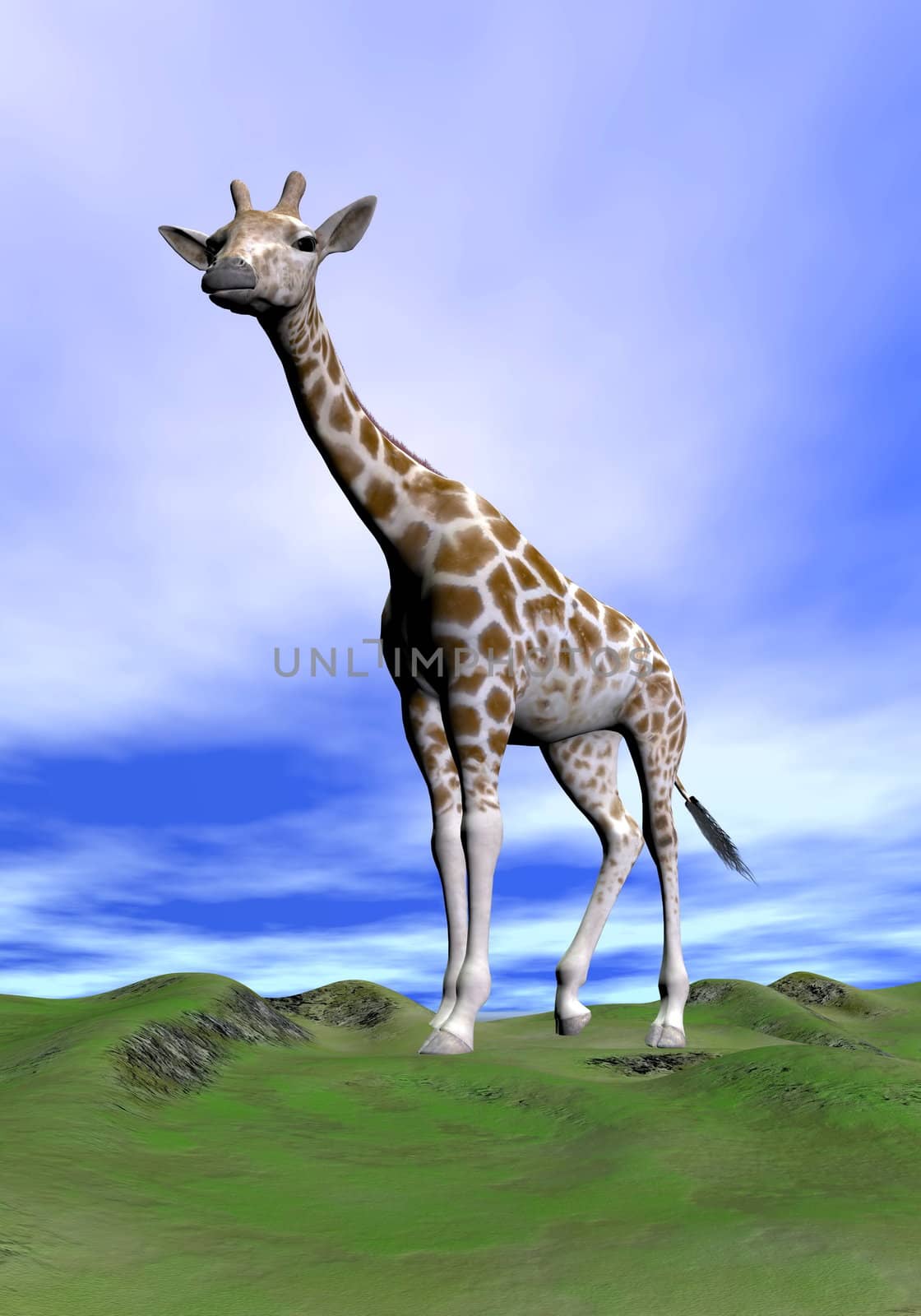 One giraffe standing in the green grass looking away by cloudy weather