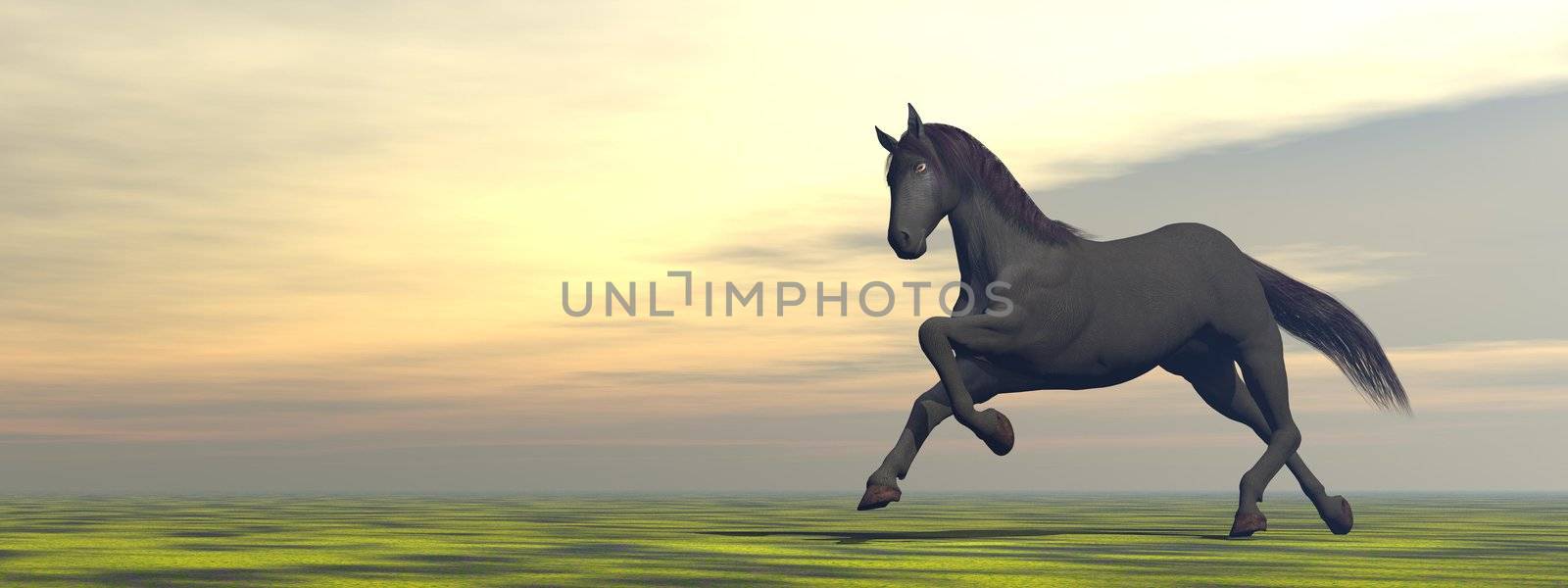 Horse running alone in thegrasslandt by sunset lights