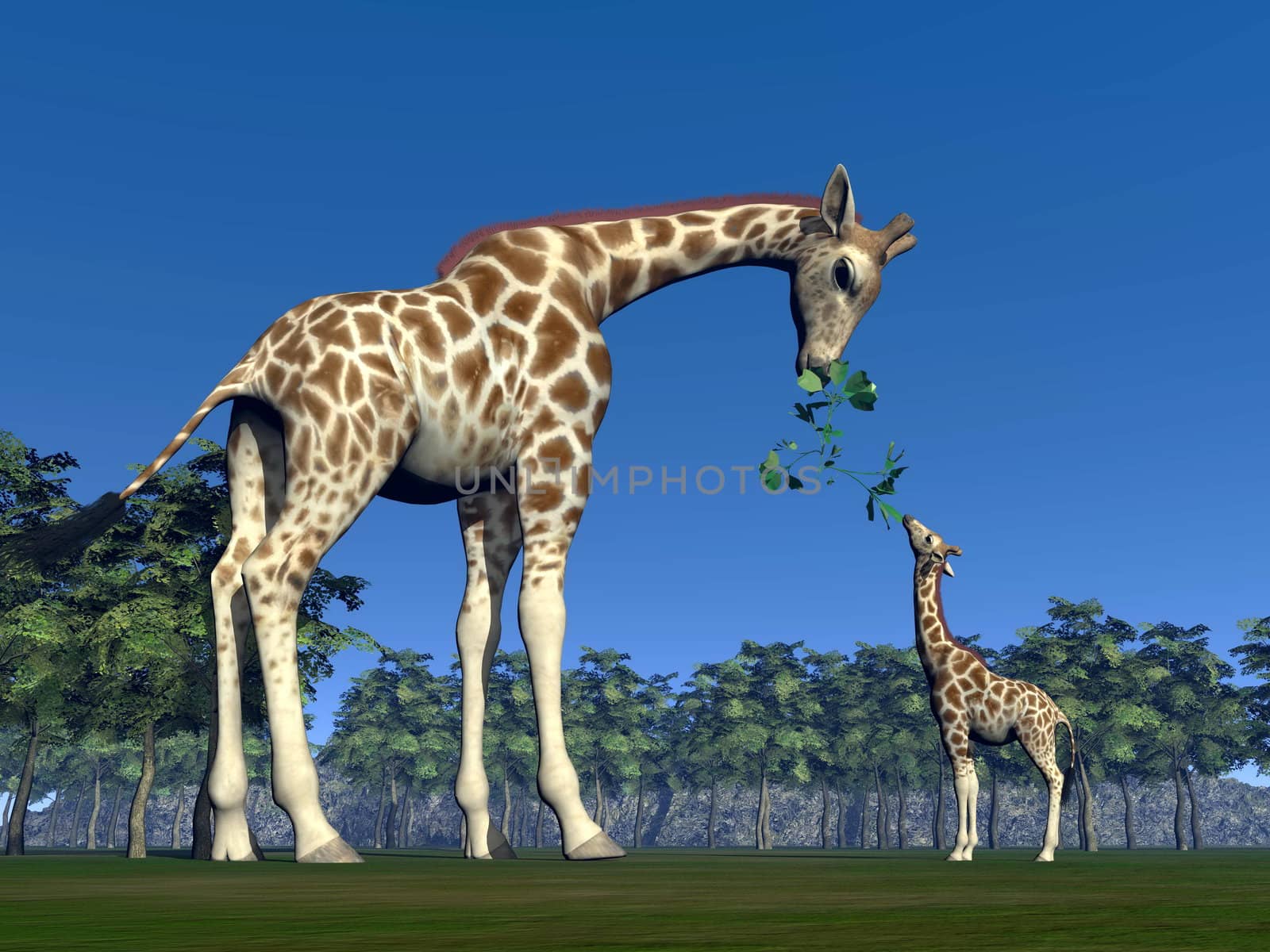 Giraffe mum giving a tree branch with leaves to eat to its little giraffon, standing in the nature by beautiful day