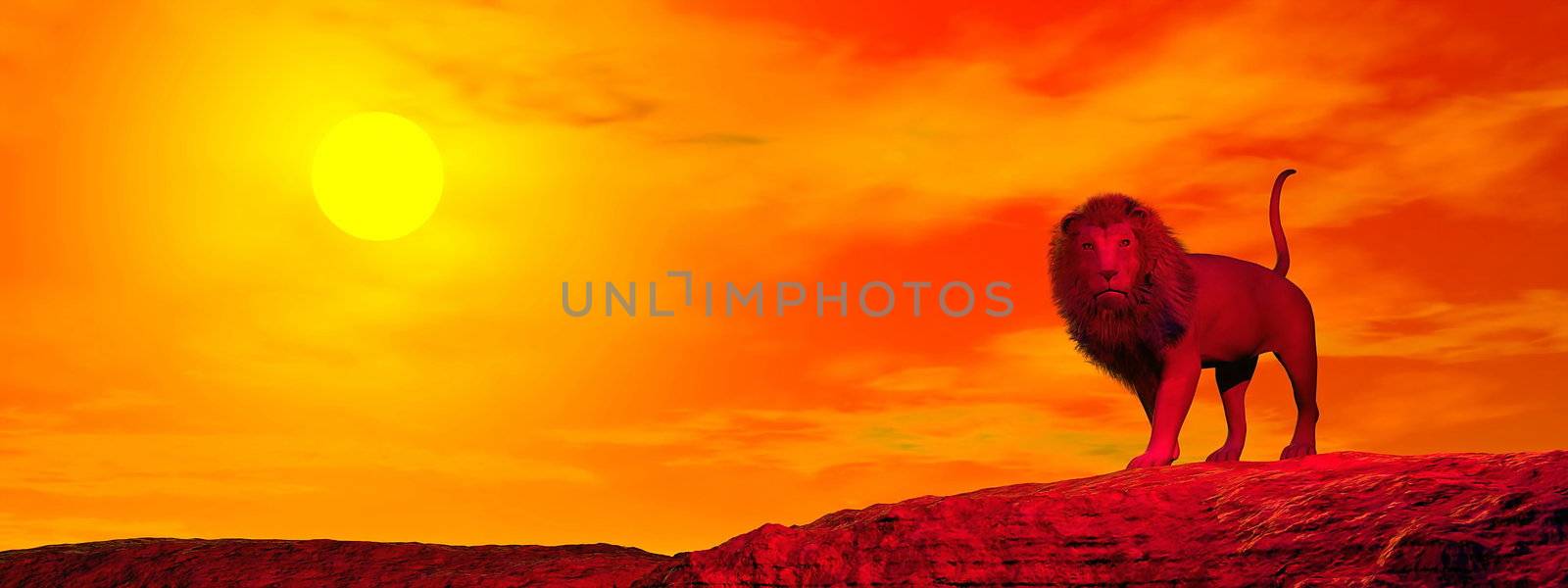 One lion standing alone in the desert by red sunset