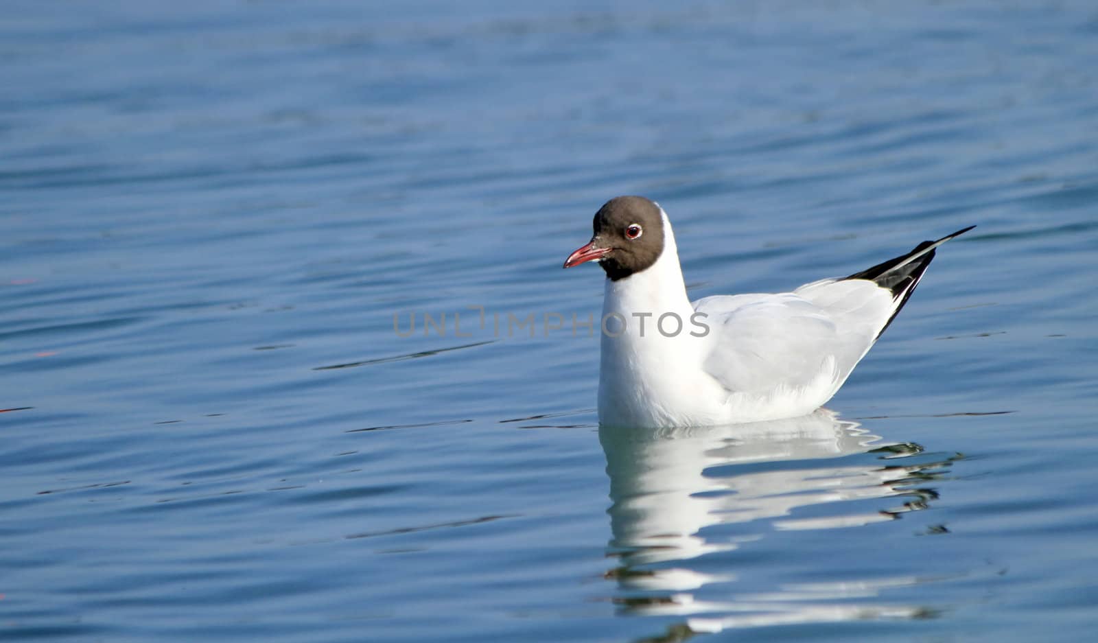 Black-headed gull floating quietly on water