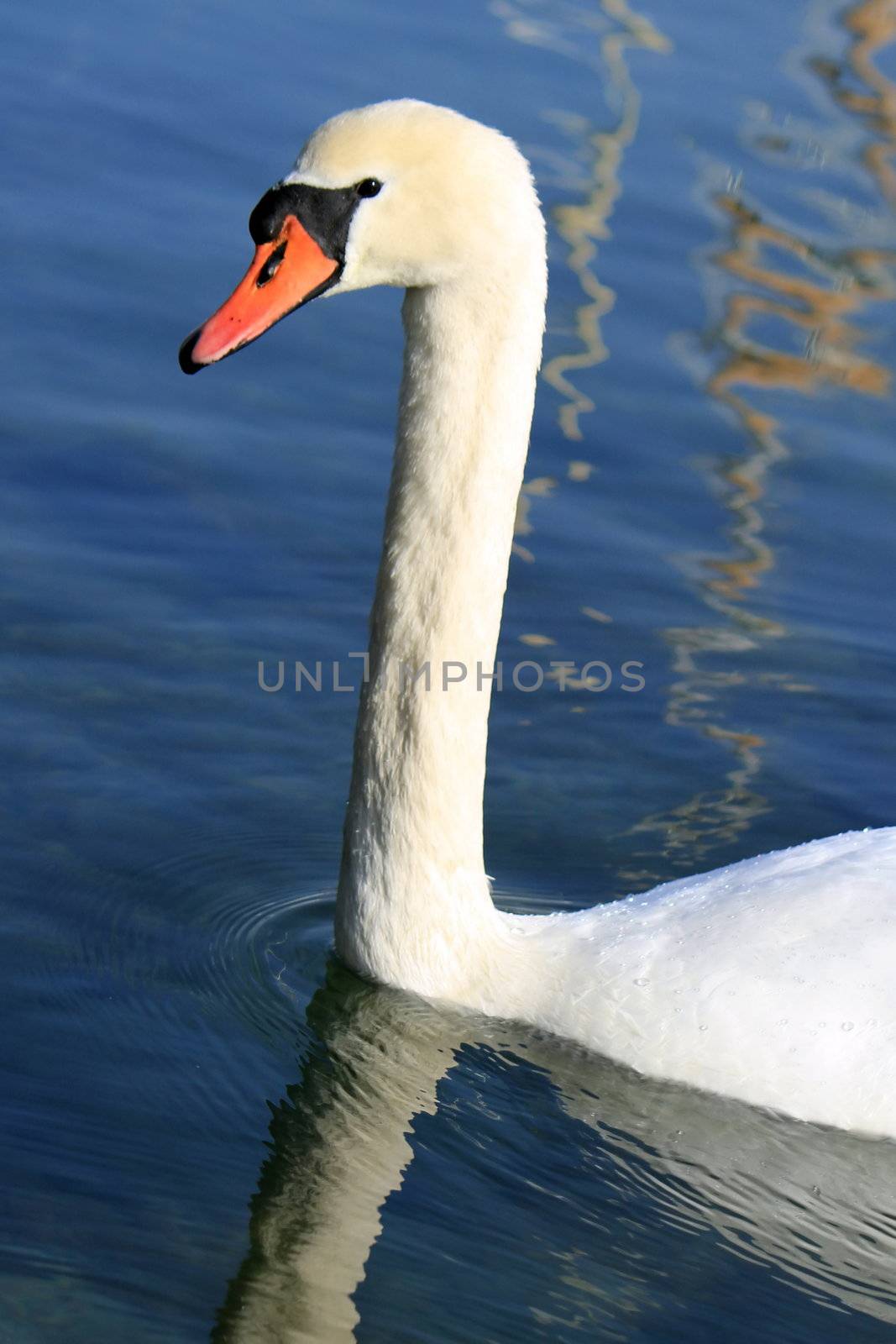 Beautiful white swan with long neck floating on the water while looking at the photographer