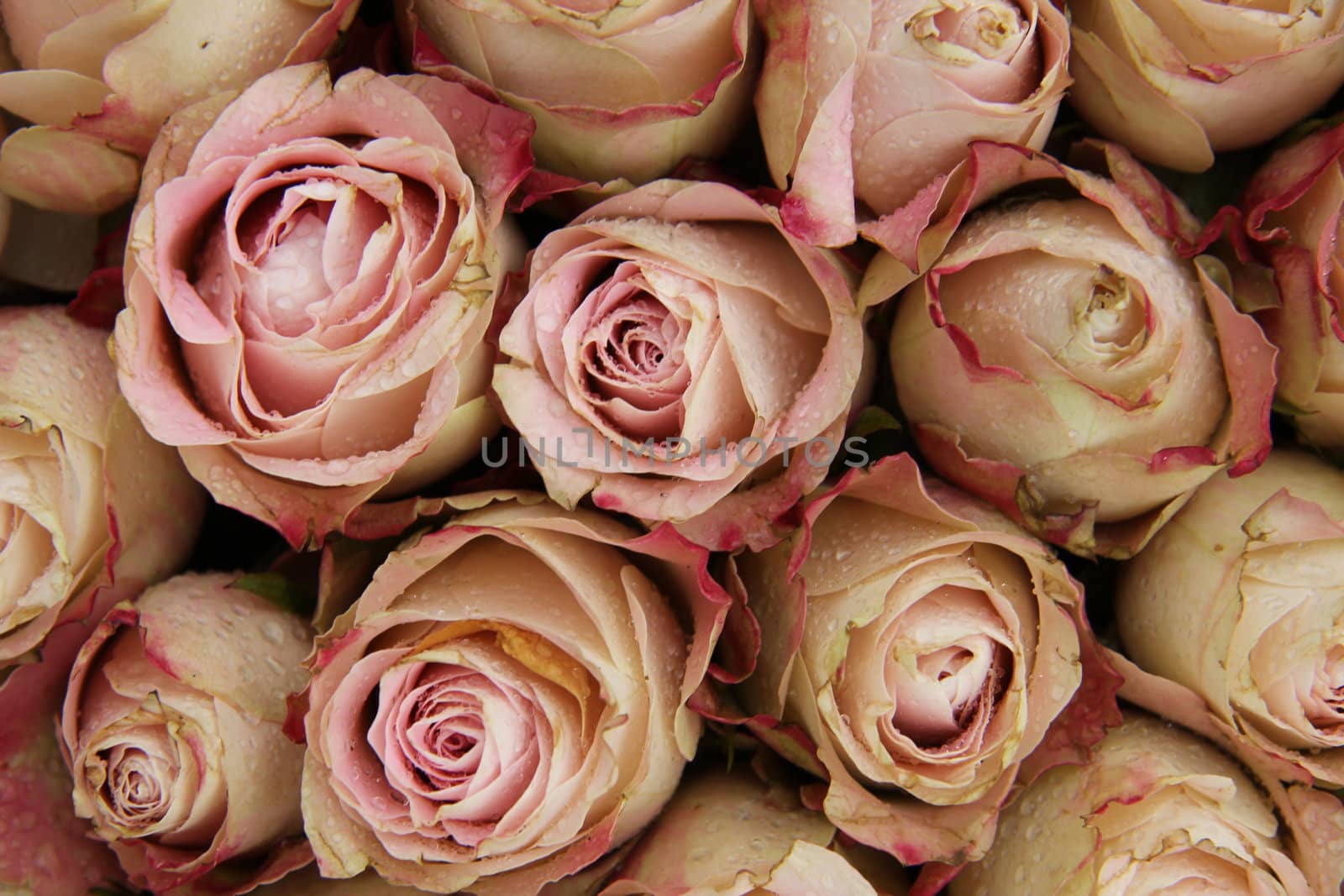 Group of pale pink roses with a touch of red, wedding decorations