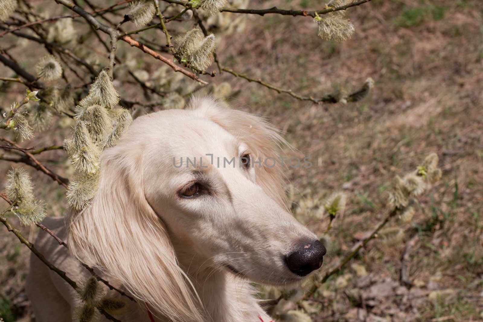 Portrait of white saluiki in willow flowers
