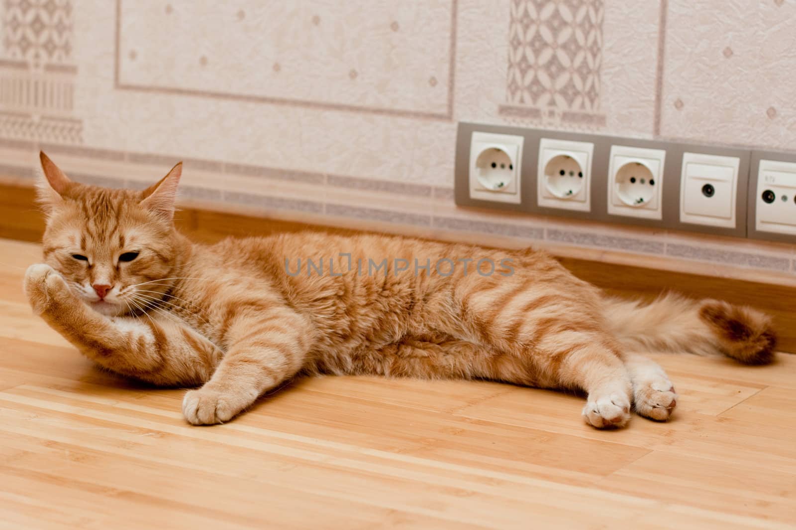 A young ginger tabby cat on the wooden floor
