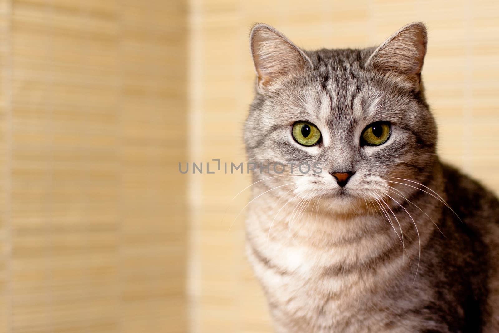 A portrait of grey tabby cat
