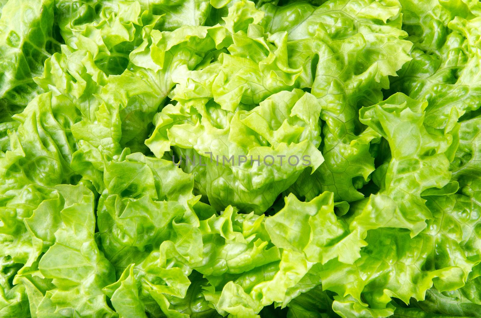 Texture and background of spring green lettuce leaves by velislava