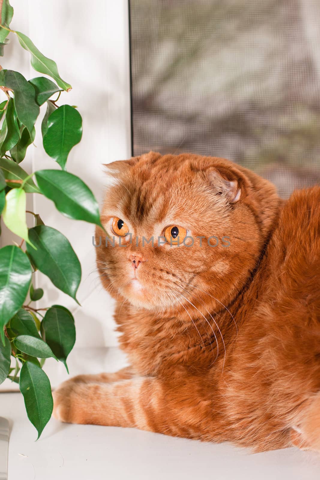 A scottish fold cat sitting on a windowsill between houseplants

