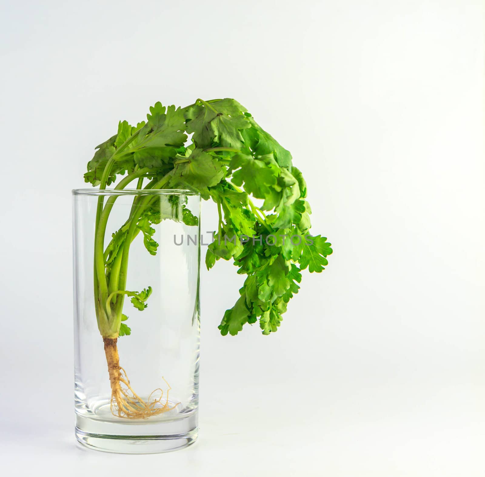 Coriander in glass with white background by bunwit