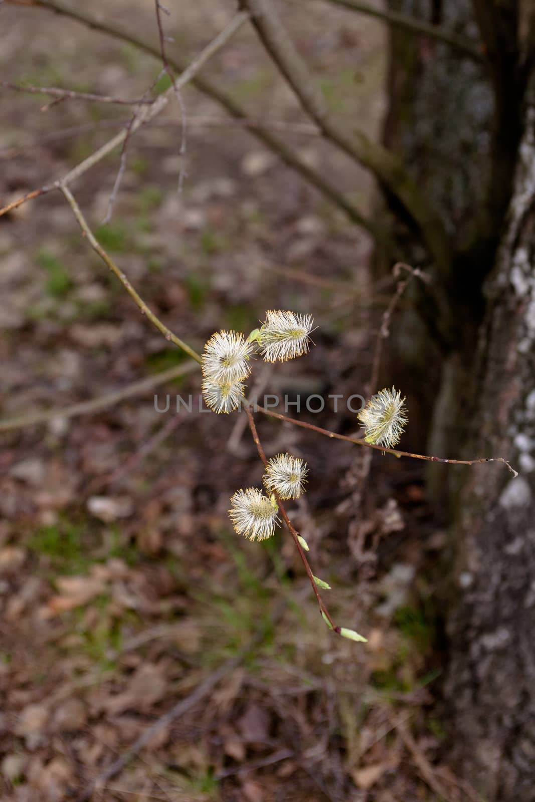 Small yellow flower on willow in sunny spring day
