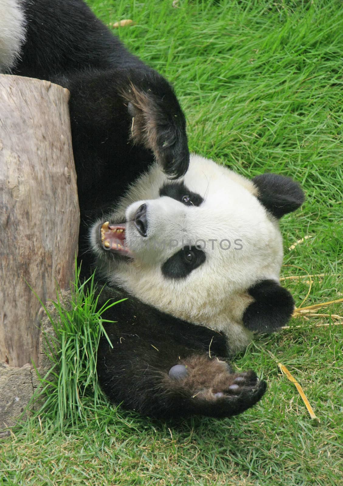 Giant panda bear (Ailuropoda Melanoleuca), China