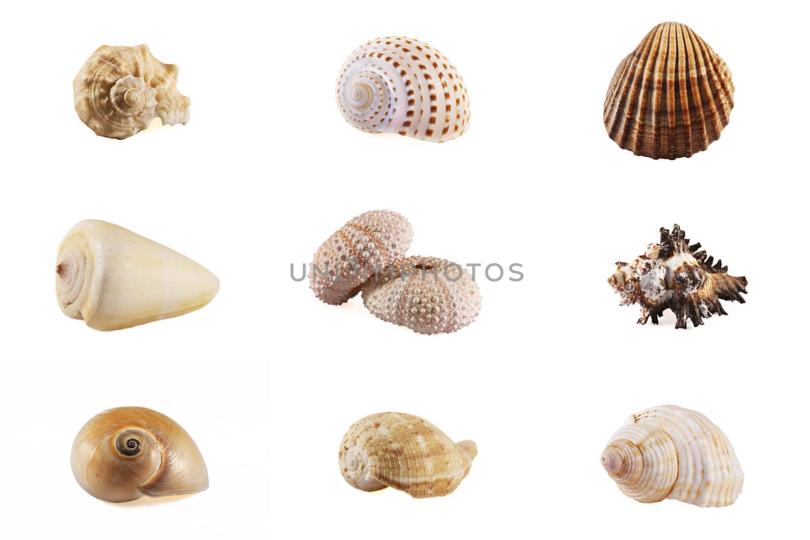 Seashell mosaic collection by HERRAEZ