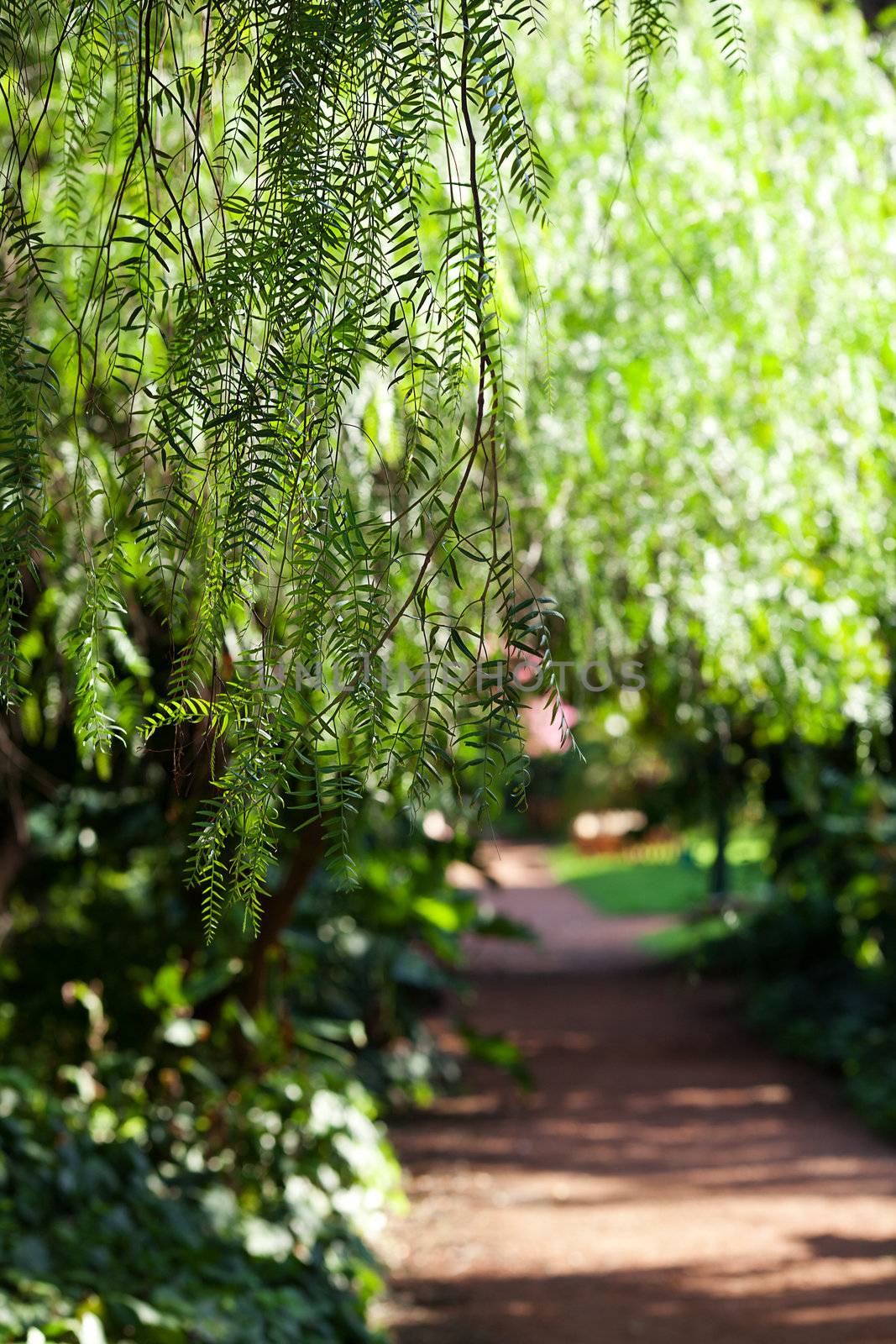 branch of green tree in the sunlight