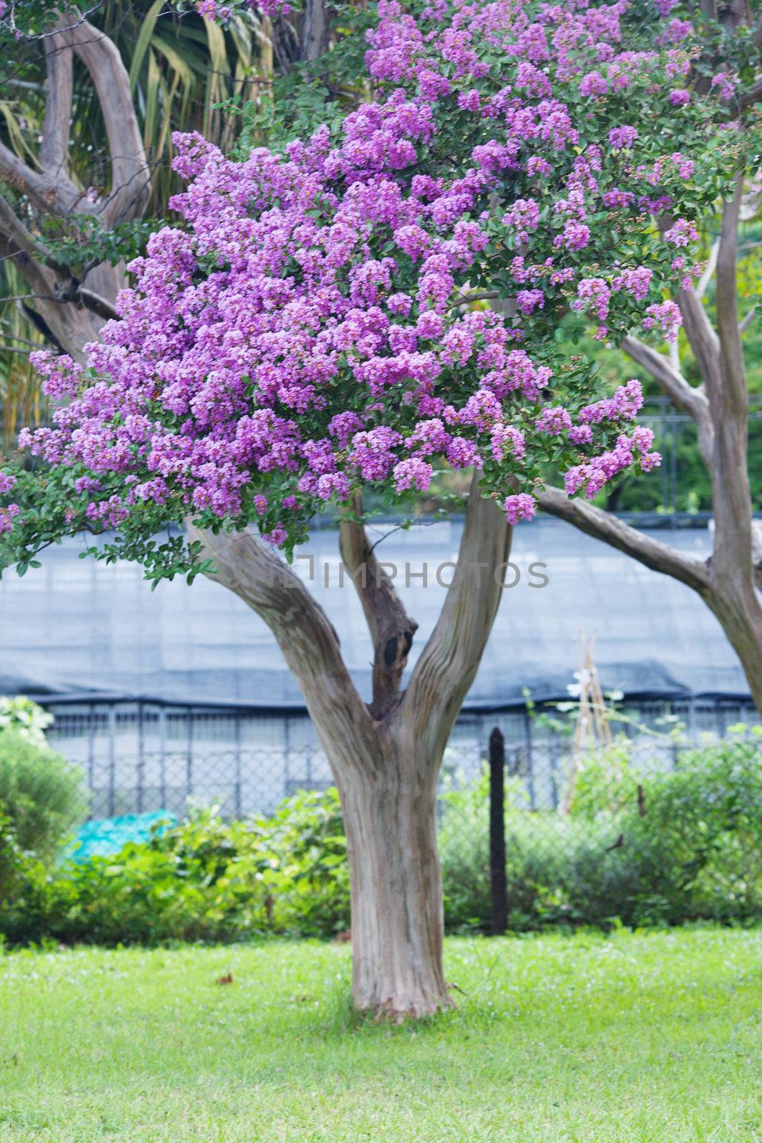 green trees with purple flowers  in the park