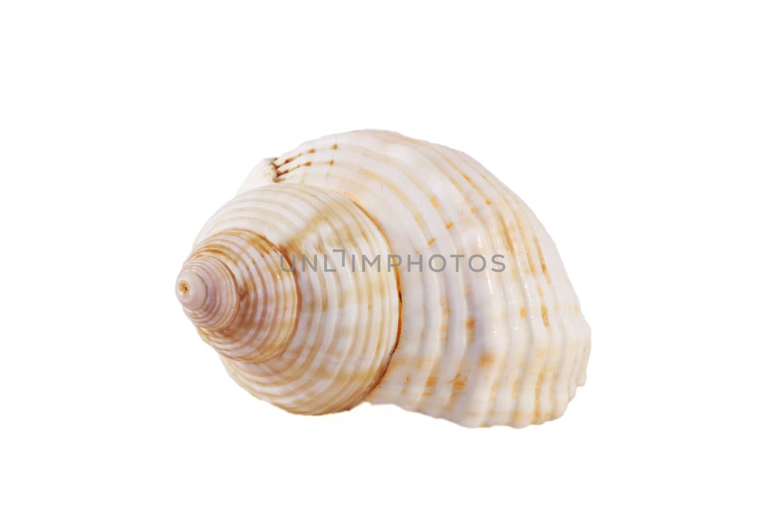 Seashell over white isolated background