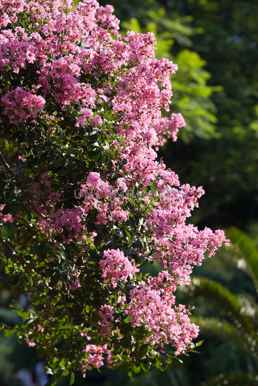 pink flowers on a green tree by jannyjus