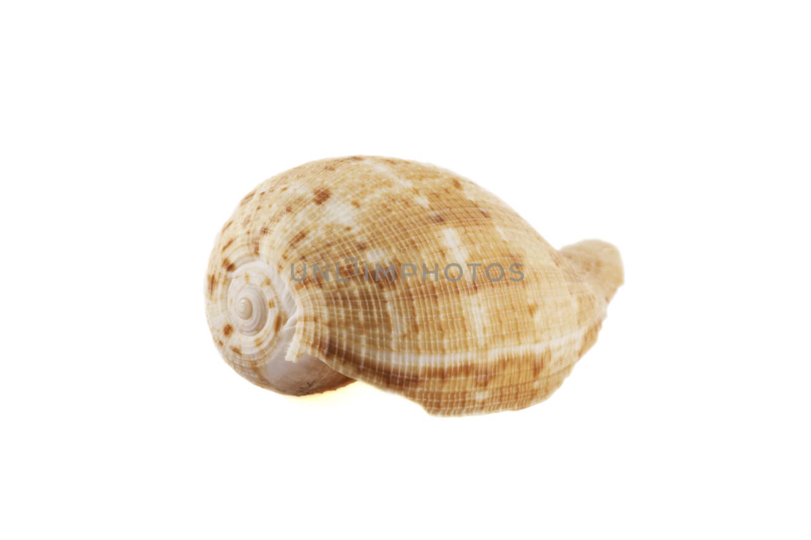 Seashell over white isolated background