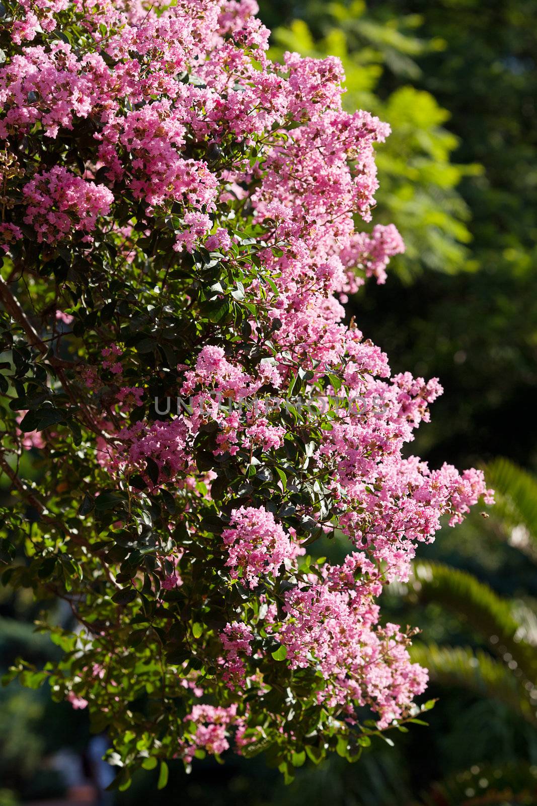 pink flowers on a green tree by jannyjus