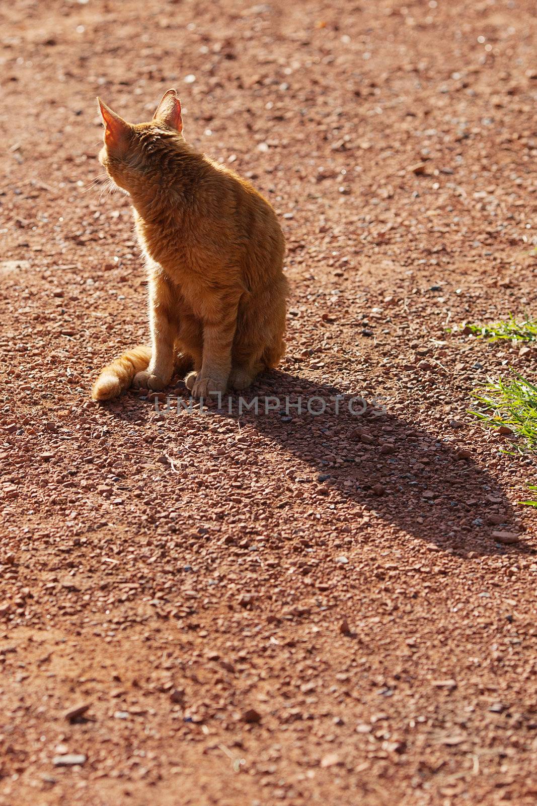 portrait of a street cat outdoor