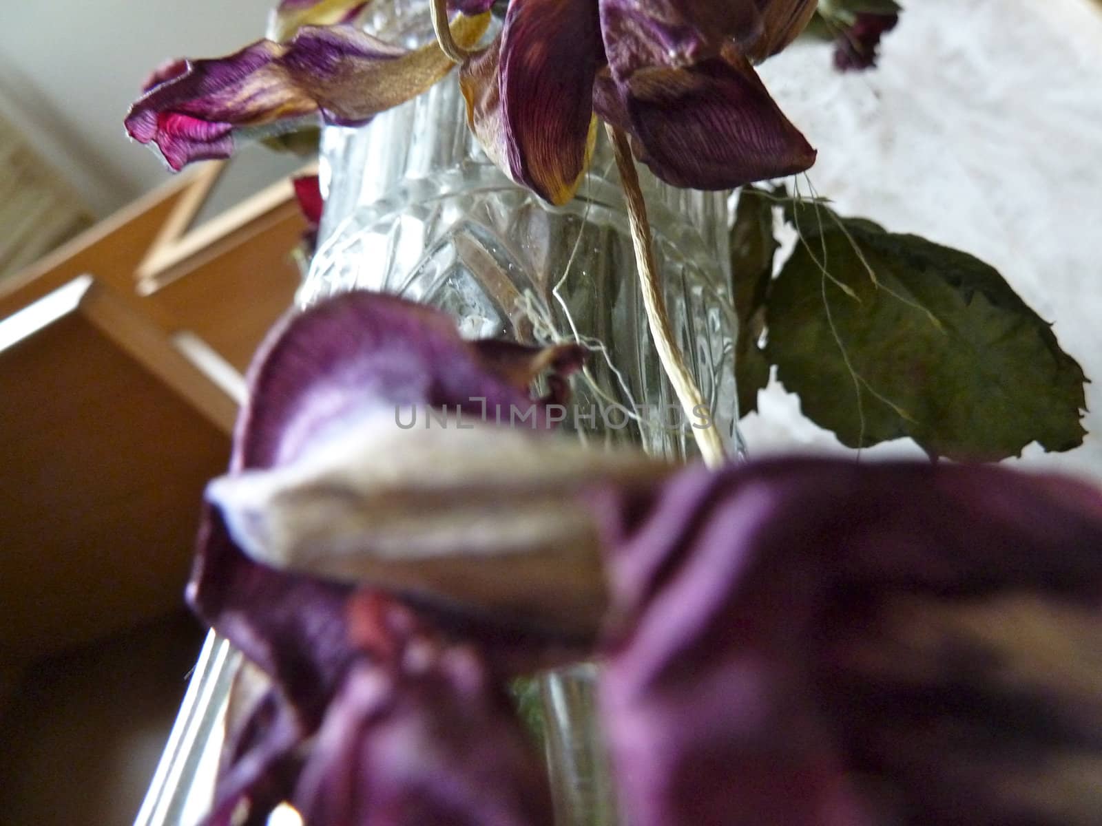 dried purple tulip