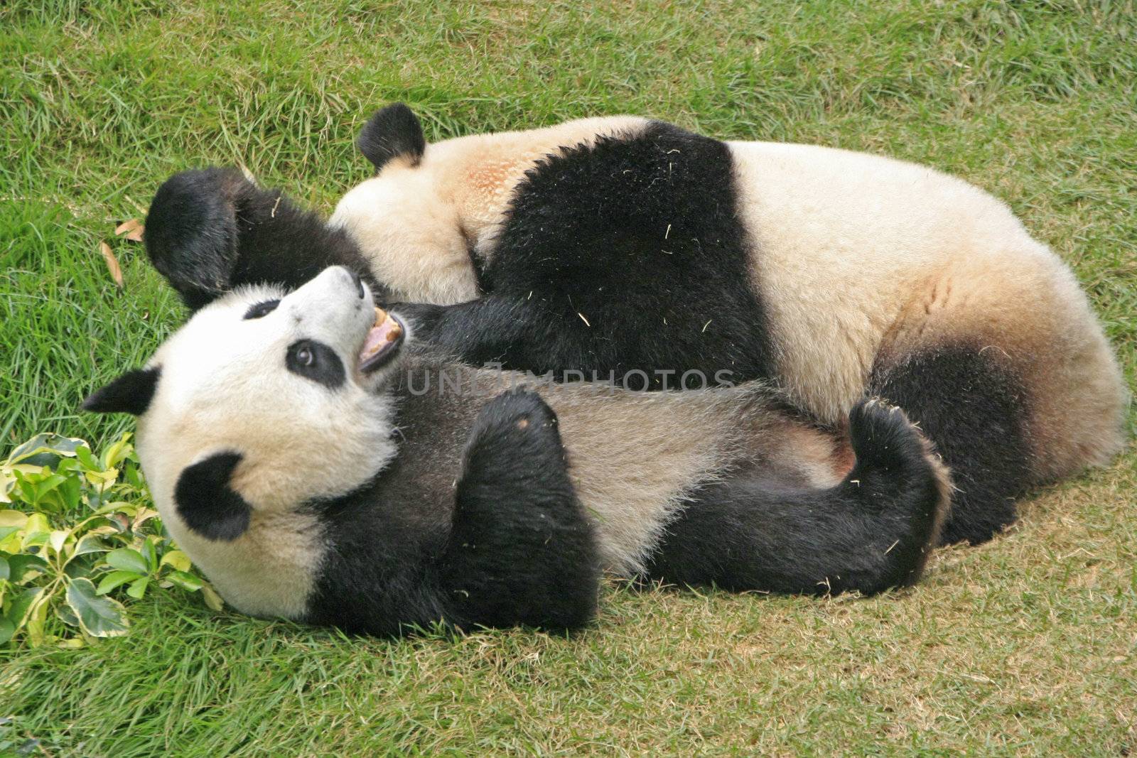 Giant panda bears (Ailuropoda Melanoleuca) rolling together, China