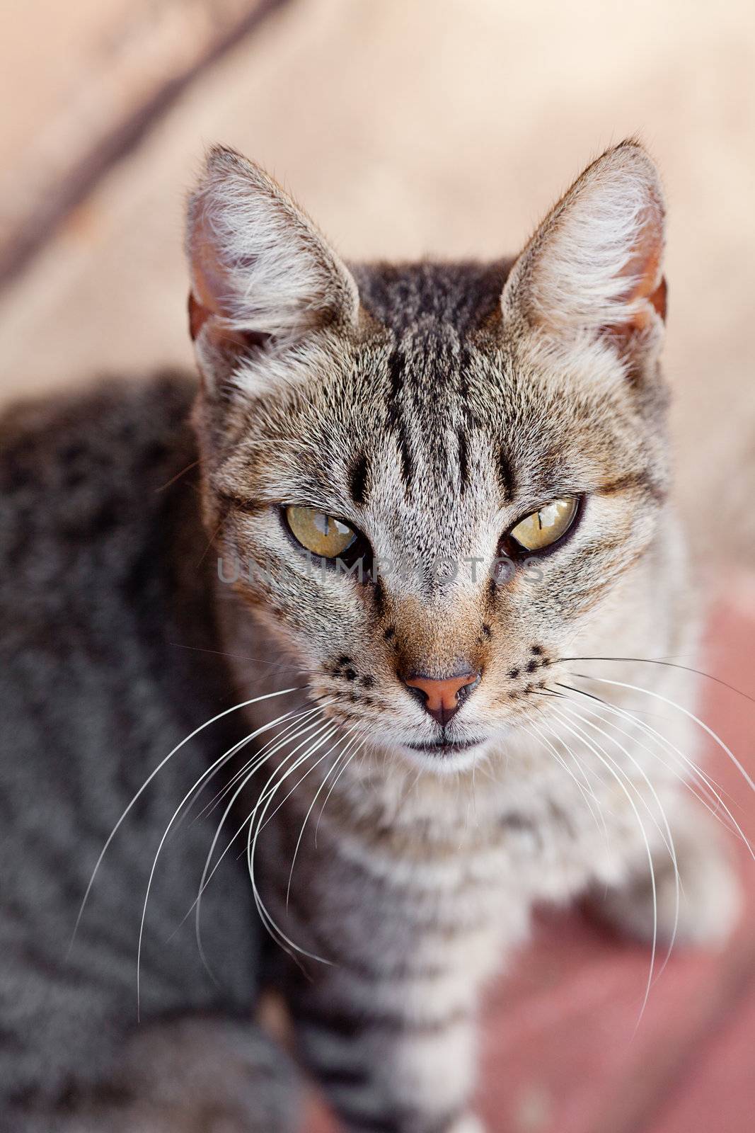 Portrait of a striped cat outdoor by jannyjus