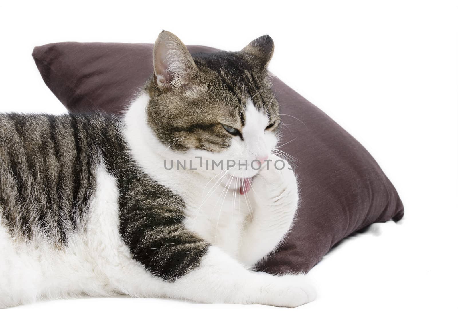 Lovely cat cleaning itself on white isolated background