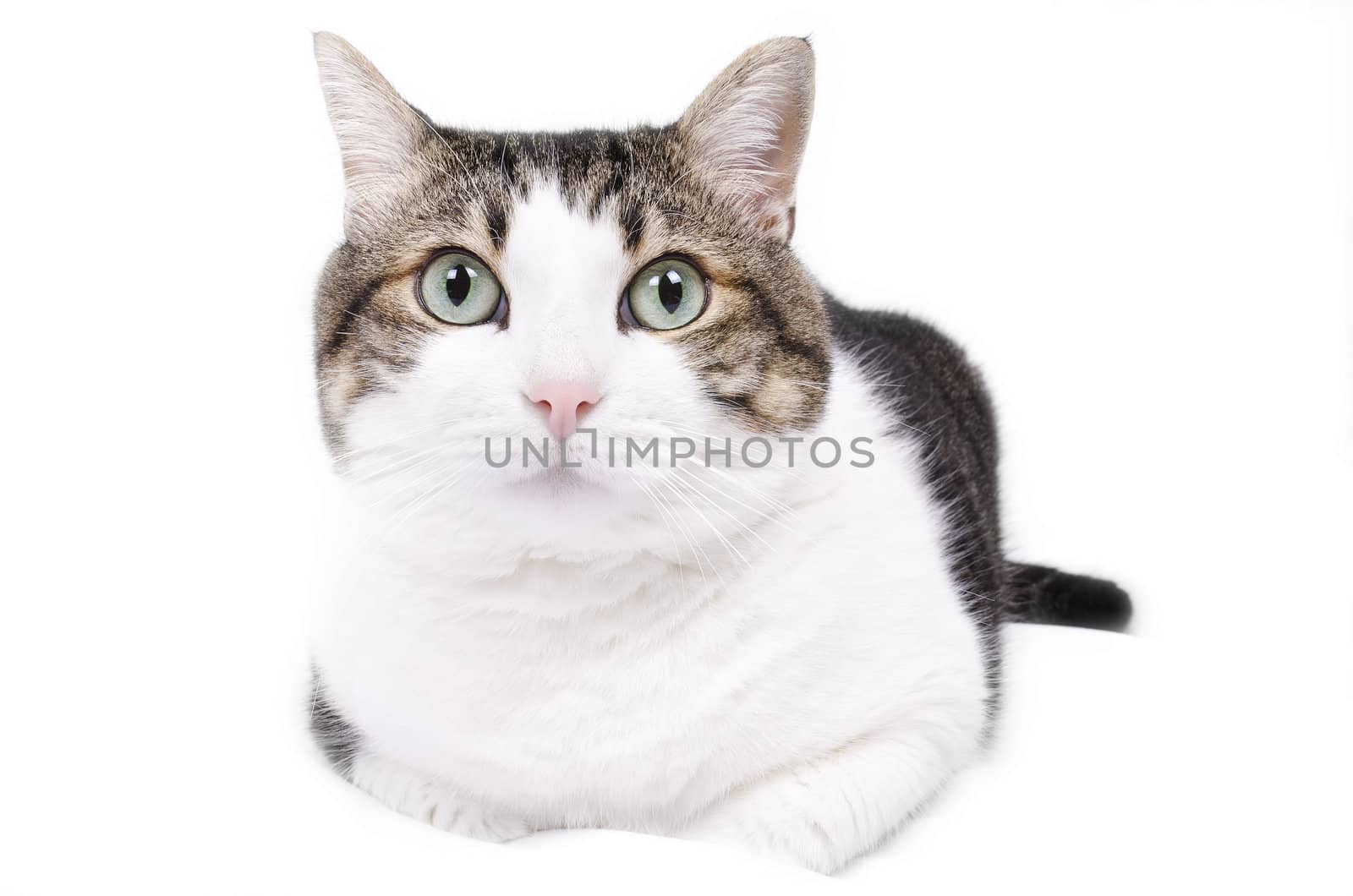 Beautiful cat over white isolated background by HERRAEZ