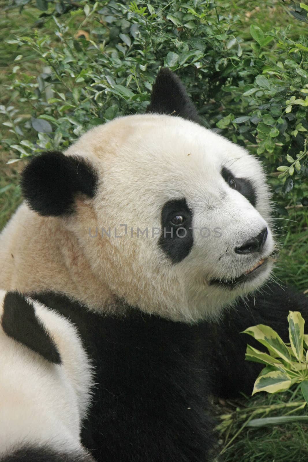 Portrait of giant panda bear (Ailuropoda Melanoleuca), China