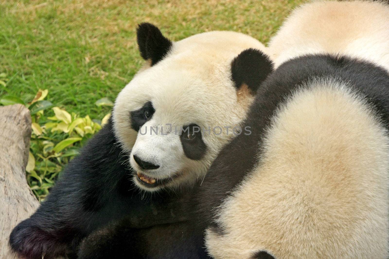 Giant panda bears (Ailuropoda Melanoleuca) playing together, China