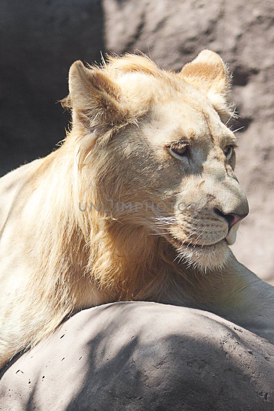 White lion resting in the shade at the zoo by jannyjus